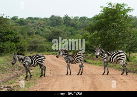 Le zèbre de Burchell, Equus burchellii, parc national du lac Mburo, Ouganda Banque D'Images