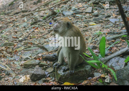 Un macaque à Temurun Cascade, Langkawi, Malaisie Banque D'Images