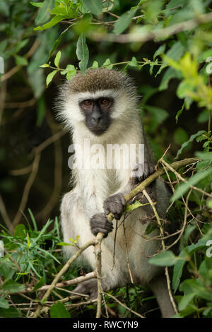 Singe vervet, Cercopithecus aethiops, parc national du lac Mburo, Ouganda Banque D'Images