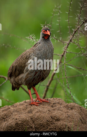 Francolin à bec rouge Red-necked, Pternistis afer, parc national du lac Mburo, Ouganda Banque D'Images