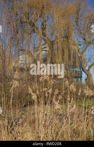 Le revêtement en chêne River & Musée de l'aviron se fond dans le paysage d'hiver à Henley-on-Thames, conçu par David Chipperfield Architects. Banque D'Images