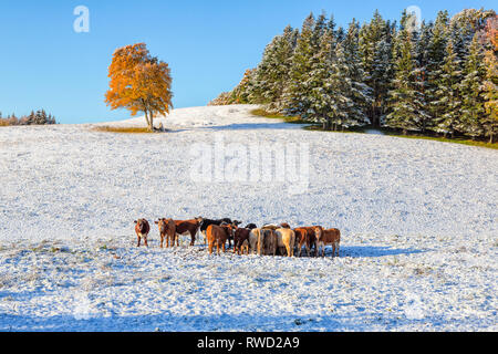 Lone Tree et le bétail, la terre couverte de neige, Saint Catherines, Prince Edward Island, Canada Banque D'Images