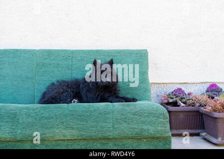 Mignon chien noir portant sur le canapé dans la cour Banque D'Images