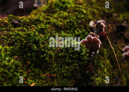 Les jeunes pleurotes et vert mousse poussant sur un arbre tombé. La structure fractale de la nature de la végétation macro closeup Banque D'Images