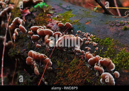 De nombreux jeunes pleurotes pousse sur un arbre tombé à la forêt. Automne nature dans la forêt en Ukraine au jour de pluie Banque D'Images