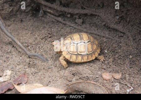 Une tortue léopard juvénile (Geochelone pardalis) dans la brousse côtière de Diani Beach, Kenya. Banque D'Images