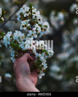 Une belle fleurs de cerisier en fleurs dans la main. En tenant une branche de cerisier. Fleur de cerisier sur fond de fleurs. Banque D'Images