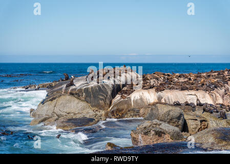 L'île de Duiker le joint colonie où vous pouvez voir des milliers de phoques à fourrure du Cap sauvage, Close up dans leur magnifique habitat naturel, Afrique du Sud Banque D'Images
