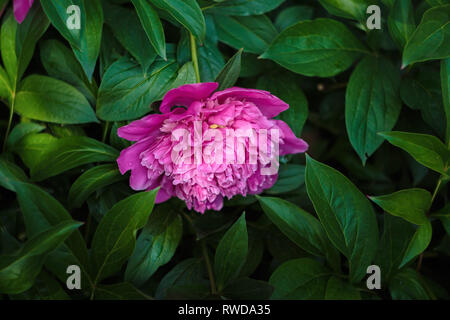 Une pivoine fleur sur l'arrière-plan de feuilles à la lumière du jour. Feuilles de pivoine vert. Fleur fleur de pivoine Banque D'Images