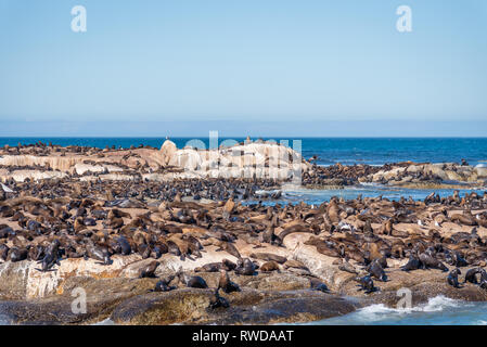 L'île de Duiker le joint colonie où vous pouvez voir des milliers de phoques à fourrure du Cap sauvage, Close up dans leur magnifique habitat naturel, Afrique du Sud Banque D'Images