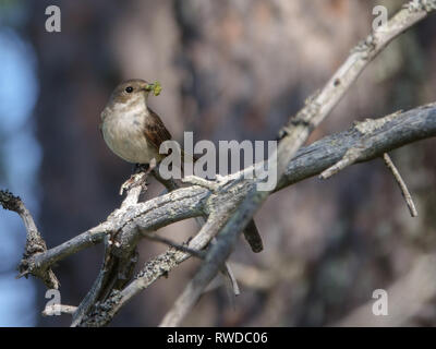European pied flycatcher Banque D'Images