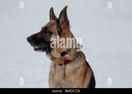 Berger Allemand Avec Masque Noir Close Up Animaux De