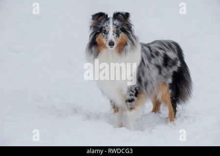 Merle bleu mignon chiot Shetland Sheepdog est debout sur une neige blanche. Colley Shetland sheltie ou. Animaux de compagnie. Chien de race pure. Banque D'Images