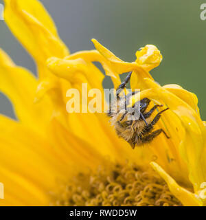 Bourdonnement autour de bourdons et recueillir le nectar des fleurs. Banque D'Images