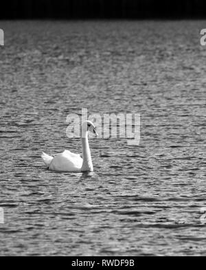 Une image en noir et blanc d'un beau cygne muet sur Linlithgow Loch Banque D'Images