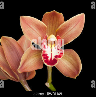 Les orchidées cymbidiums, cool orchids grandissants avec l'herbe-comme des feuilles de l'Himalaya. Banque D'Images