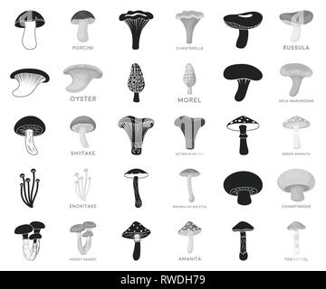 Toon'actarius,art,amanita,monochrome noir,brun,boletus,,cap,champignon,chanterelle,collection,la délicatesse,design,enokitake,alimentation,vert,forêt,le miel,icon,illustration,indigo,logo,isolé,mashroom, lait, Morel,usine,huîtres,cèpes,produit,russula,set,symbole,shiitake,toadstool,truffe,web,vecteur vecteurs vecteur, , Illustration de Vecteur