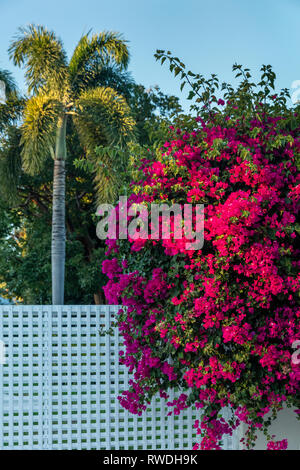 Bougainvillea le long d'une clôture en treillis à Naples, Florida, USA Banque D'Images