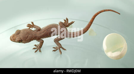 Maison de Malaisie, Gecko Hemidactylus frenatus (Schlegel, 1836), les jeunes nouvellement éclos avec oeuf Banque D'Images