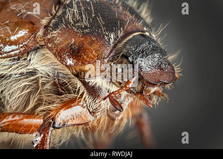 Macro haute image montrant la tête de Amphimallon solstitiale, ou l'été ou hanneton hanneton européen Banque D'Images