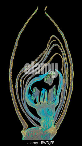 Iris Germanica. LS inflorescence,darkfield photomicrographie Banque D'Images