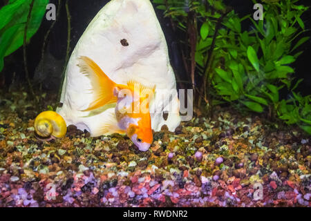 Les poissons rouges en aquarium d'eau douce avec beau vert tropical planté Banque D'Images