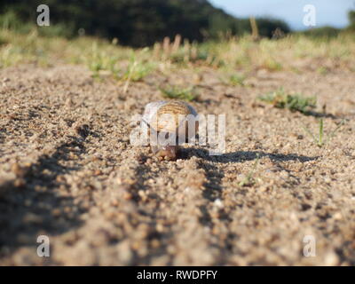 Escargot marcher seule sur un long chemin de terre Banque D'Images