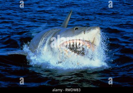 GREAT WHITE SHARK, JAWS 3-D, 1983 Banque D'Images