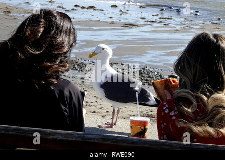 20 Février, 2019 USA, CA, Seagull Cheeky de morceaux de nourriture de attend des employés de bureau ayant leur déjeuner sur la plage Banque D'Images