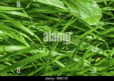 L'herbe verte fraîche avec des gouttes de rosée close up. L'eau driops sur l'herbe fraîche après la pluie. La lumière rosée du matin sur l'herbe verte. Banque D'Images