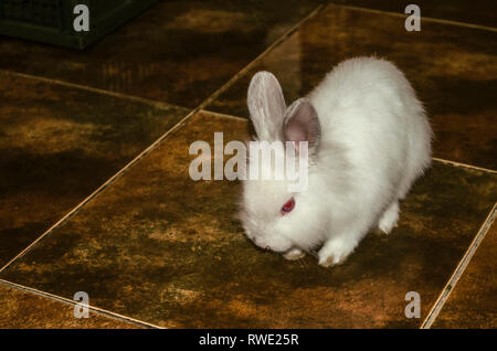 Peu de blanc deux mois lapin fait connaissance avec de nouveaux logements, s'exécute sur le plancher Banque D'Images