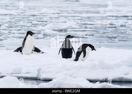 Adelie Penguin, debout sur la glace près de Berg, l'Antarctique l'Île Neny 22 Janvier 2019 Banque D'Images
