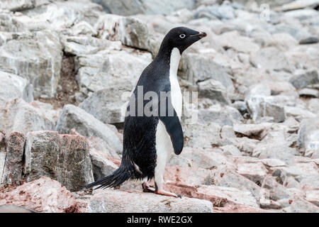 Adelie penguin Pygoscelis adeliae hot marche sur des rochers près de colonie de reproduction, l'Antarctique Banque D'Images