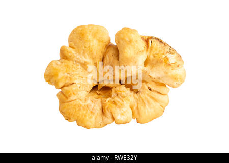 Une chanterelle mushroom in close up on white Banque D'Images