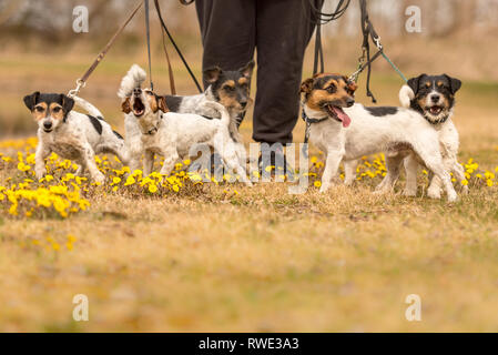 Promenades propriétaire avec de nombreux chiens au printemps - un pack de Jack Russell Terriers entouré de fleurs jaunes Banque D'Images