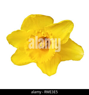 Une fleur jonquille fleur jaune Isolated On White Banque D'Images