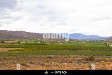 Robertson wine Valley au coeur de la route des vins, situé dans la vallée fertile de Robertson, de l'agriculture est le pilier de l'économie de la ville Banque D'Images