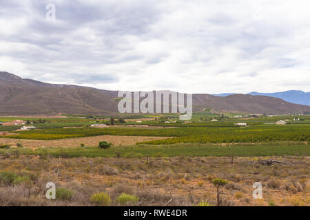 Robertson wine Valley au coeur de la route des vins, situé dans la vallée fertile de Robertson, de l'agriculture est le pilier de l'économie de la ville Banque D'Images