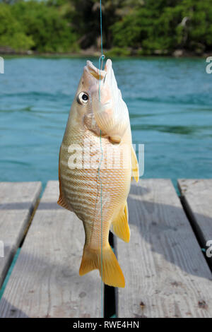 Snapper Lutjanus jocu chien accroché à une ligne à main, Caye Caulker, Belize Cayes du Nord Banque D'Images