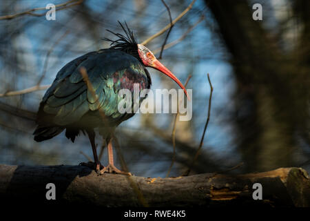 L'oiseau ibis chauve (Geronticus eremita) on tree Banque D'Images