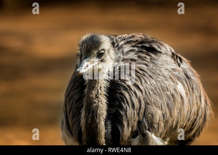 L'oiseau emu marron (Dromaius novaehollandiae). Des animaux de la faune. Banque D'Images