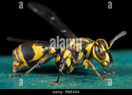 La macro photographie de guêpe sur marbre Turquoise Banque D'Images
