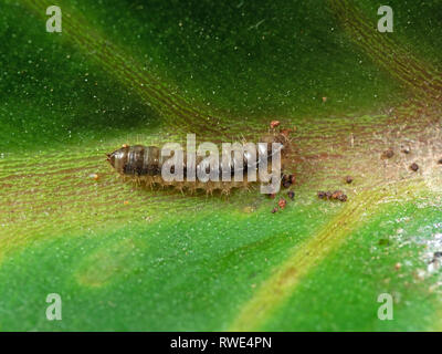 La macro photographie de Caterpillar sur feuille verte Banque D'Images
