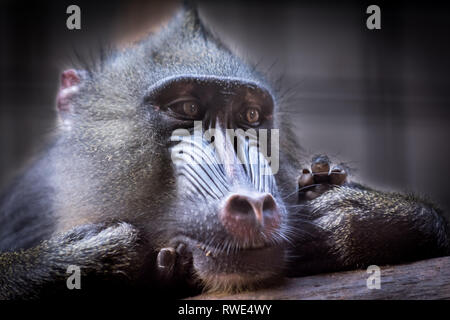 Tête de jeune singe mandrill (Mandrillus primate ou sphinx) Faune animal. Banque D'Images