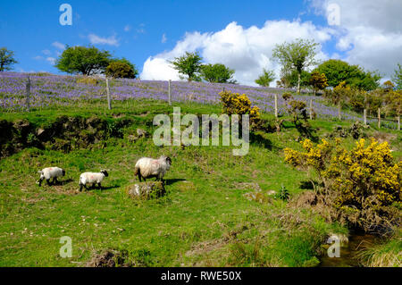 Avis de Harford Moor à Dartmoor au printemps avec bluebells, d'ajoncs et de moutons.