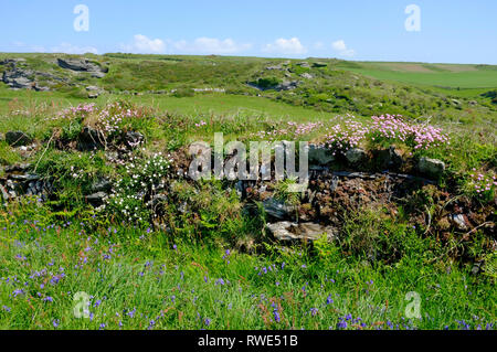 Le printemps avec muret de pierres sèches, de rose et de jacinthes sur Bolberry vers le bas, dans le sud du Devon, UKdowns Banque D'Images