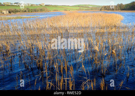 Reedbeds dans South Milton Ley Reserve, South Milton, Devon Banque D'Images