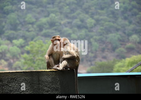 Singe indien Banque D'Images