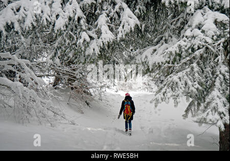 Une seule femme randonneur promenades à travers une forêt couverte de neige dans une forêt en hiver. Le sentier et les arbres sont recouverts de neige fraîche. Banque D'Images
