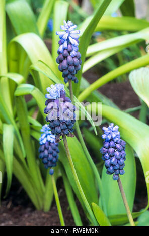 Muscari latifolium une vivace bulbeuse en fleur au printemps et bleu foncé racemes croître en plein soleil dans garedns rock aussi appelé muscaris Banque D'Images